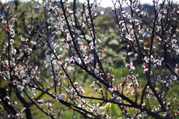 Delicate pink blossoms on a tree. Selective focus.