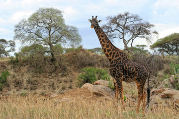 Isolated giraffe in Tarangire National Park, Tanzania