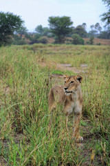 Close-up of female lion in tarangire national park, Tanzania