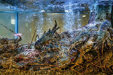 Mariscos e viveiros, lagosta e camarão