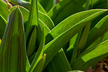Obraz premium Leaves of tulips. Grass leaves. Wheat leaves. The beautiful texture from leaves