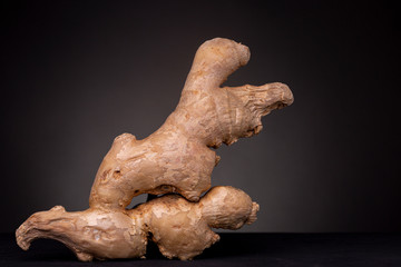 Fresh ginger root with interesting shape. Low key still life studio shot of edible spice against a...