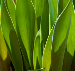 Leaves of tulips. Grass leaves. Wheat leaves. The beautiful texture from leaves