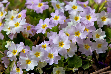 Closeup picture of a primrose. Very beautiful flowers of primroses. © zicksvift