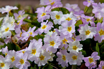 Closeup picture of a primrose. Very beautiful flowers of primroses. © zicksvift