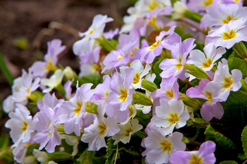 Closeup picture of a primrose. Very beautiful flowers of primroses. © zicksvift
