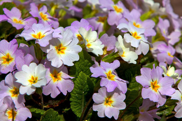 Closeup picture of a primrose. Very beautiful flowers of primroses. © zicksvift