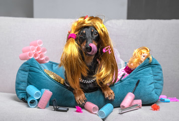 portrait cute dachshund dog, black and tan, in a funny red wig, hairpins, and a pink dress, lies on...
