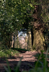 Sunlight rays through forest path during a late morning