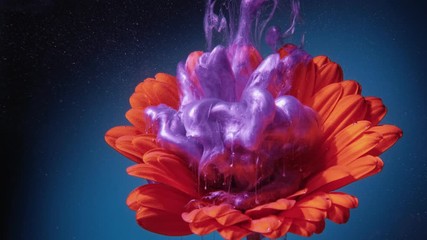Flower ink drop. Psychedelic nature. Grape compote purple paint splash over lush lava orange daisy. - Powered by Adobe