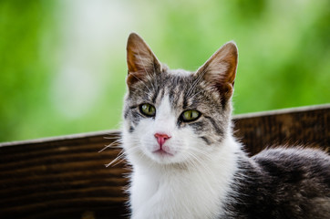 Plakat Portrait of a surprised cat Scottish Straight, closeup, isolated.
