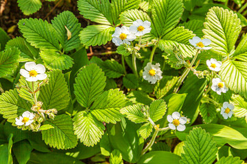 Industrial cultivation of strawberries. Bush of strawberry with flower in spring or summer garden bed. Natural growing of berries on farm. Eco healthy organic food horticulture concept background.
