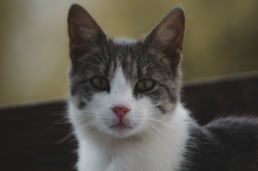 Portrait of a surprised cat Scottish Straight, closeup, isolated.