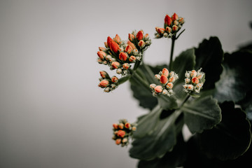 Homemade flower in a pot