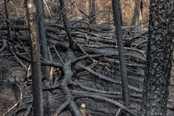 controlled burn of trees in forest