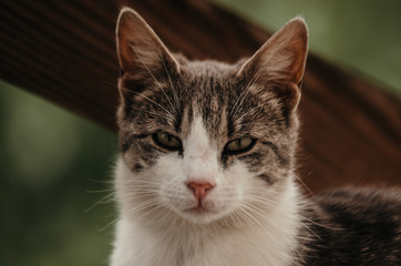 Naklejka na ściany i meble Portrait of a surprised cat Scottish Straight, closeup, isolated.
