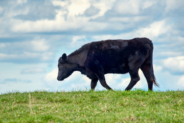 A black angus cow walking on top of a hill silhouetted against a cloudy sky.