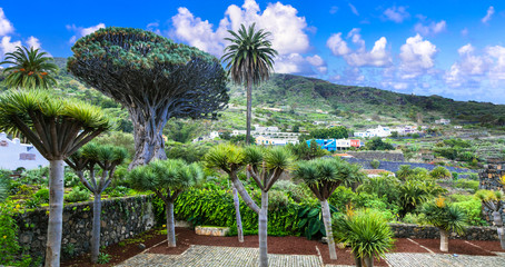 Fototapeta na wymiar landmarks of Tenerife - famous old Dragon tree in Icod de los Vinos town, Canary islands