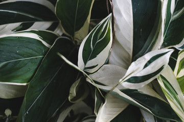 Fototapeta na wymiar indoor outdoor green plants with white stripes