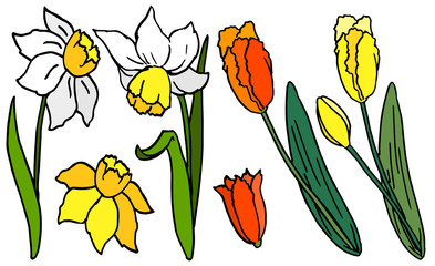 Jonquil and tulip on white isolated backdrop. Petal flower sticker set for invitation or gift card, pillowcase or bath tile. Phone case or cloth print art. Hand drawn style stock vector illustration