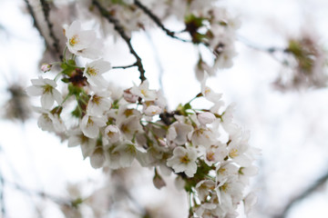 flowers of cherry tree in spring