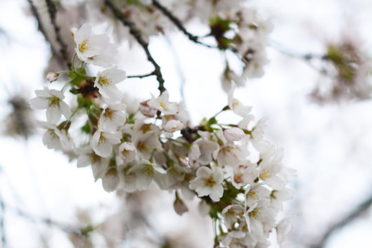 flowers of cherry tree in spring