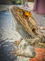 Close up portrait of a bearded dragon or pogona, a cute Australian lizard that turns out to be an adorable pet