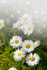 Closeup of wild daisy flowers. Romantic White daisy flower at sunny summer day.