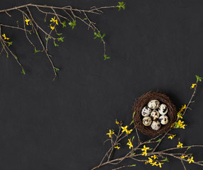 Easter frame with quail eggs in the nest and branches of yellow forsythia on a black background....