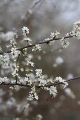 white flowers in spring