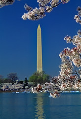 Washington DC. April,1997.The Washington Monument is surrounded by cherry blossoms at their peak. .