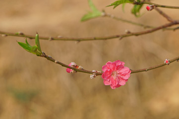 Flower on branch of peach blossom tree