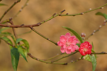 Flowers in bloom on branch. Peach blossom