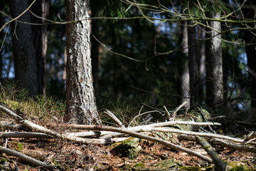 A tree trunk and fallen branches