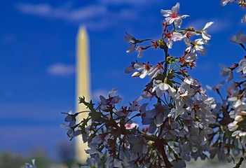 Washington DC. April,1997.The Washington Monument is surrounded by cherry blossoms at their peak. .