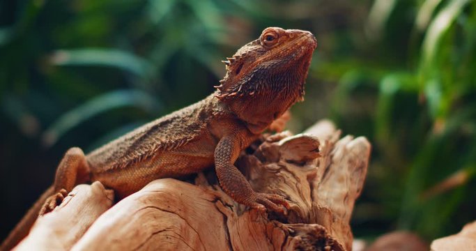 Bearded dragon, also known as Pogona, sitting on a tree branch. This reptile living in Australia in the desert wildlife. Green background. CLOSE UP, SLOW MOTION, SHALLOW DOF. B-roll. BMPCC 4K