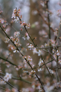 blooming cherry tree in spring