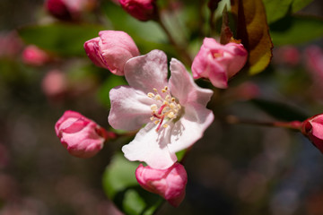 Naklejka na ściany i meble Cherry blossom on a sunny day in London. Close-up images taken using a macro lens. Photo date: Sunday, March 22, 2020. Photo: Richard Gray/Adobe