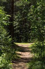 path in the forest