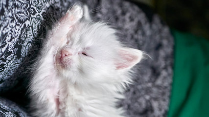 kitten with heterochromia white color low light