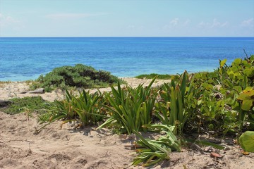 Beach - Green sea turtle sanctuary, Xcacel, Riviera Maya, Quintana Roo, Yucatan, Mexico.