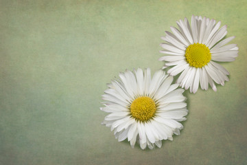Fototapeta na wymiar Daisy flowers isolated on a vintage background