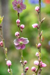 Cherry blossoms branch against a blurred background with other blossoming cherry branches