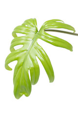 Green leaf isolated in white background