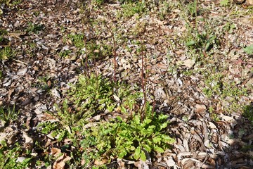Oriental false hawksbeard (Youngia japonica) / Medicinal plants in asterrceae weed.