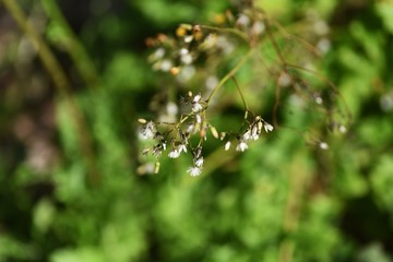 Oriental false hawksbeard (Youngia japonica) / Medicinal plants in asterrceae weed.