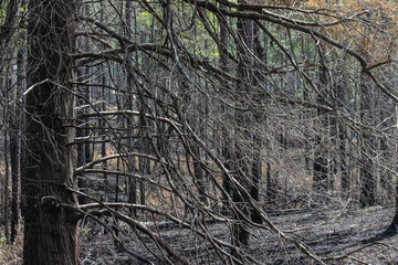 forest fire tree in the forest