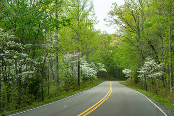 Dogwood Trees bloom along the side of the road in the Smokies. - 332545234