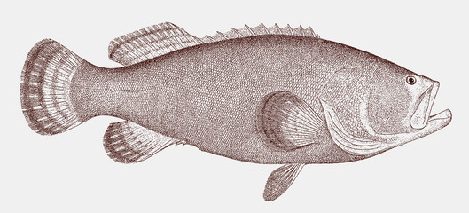 Atlantic goliath grouper epinephelus itajara, threatened saltwater fish from tropical Atlantic Ocean
