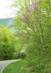 Fototapeta na wymiar Dogwood Trees bloom along the side of the road in the Smokies.